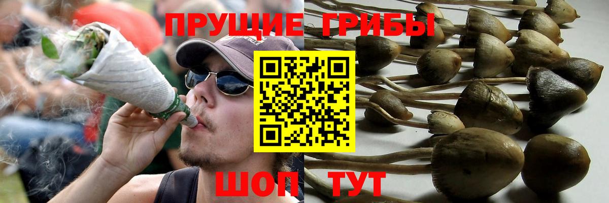 Галлюциногенные грибы Cubensis Горячий Ключ